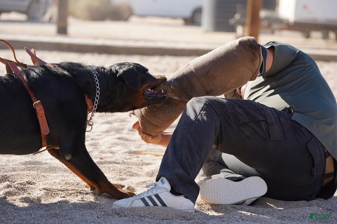 Rottweiler dogs for sale: Raja M2 - Ad 11