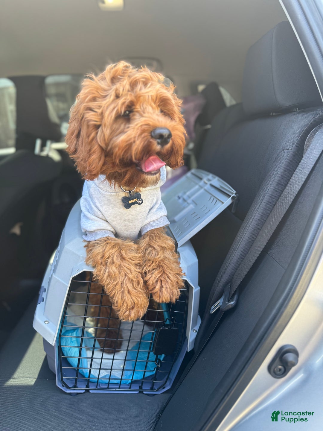 Cavapoo dogs for sale: Cavapoo Puppy 1 - Ad 3