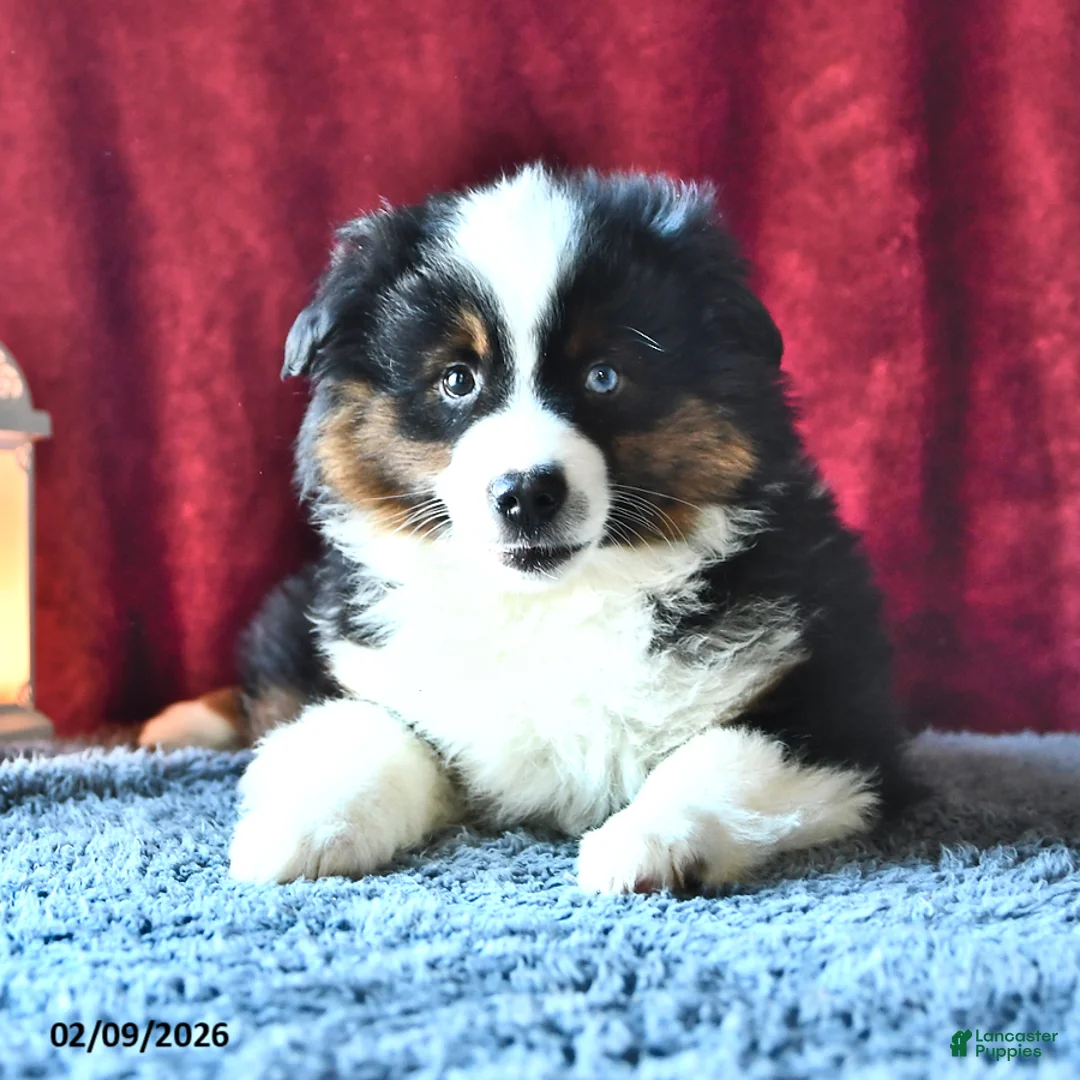 Miniature Australian Shepherd dogs for sale: Diamond - Ad 2