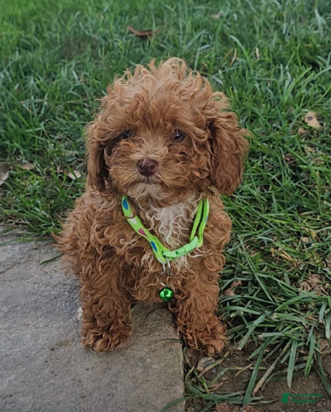 Toy Poodle dogs Calista - Akc Teacup Poodle POTTY TRAINED - Ad 11