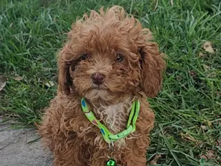 Toy Poodle dogs Calista - Akc Teacup Poodle POTTY TRAINED - Ad 11