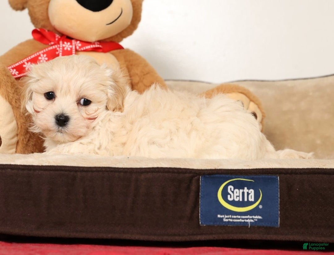 Maltipoo dogs for sale: Benny - Ad 8