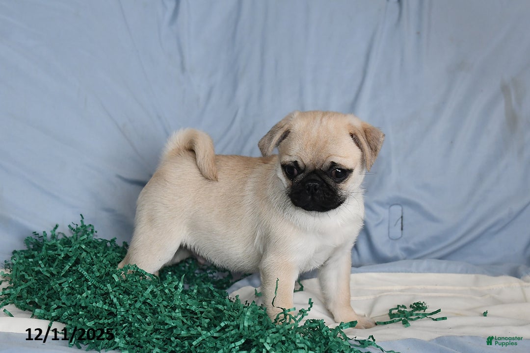 Pug dogs for sale: Elfie - Ad 3
