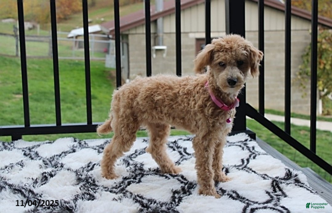 Bichpoo dogs for sale: Jessica - Ad 4