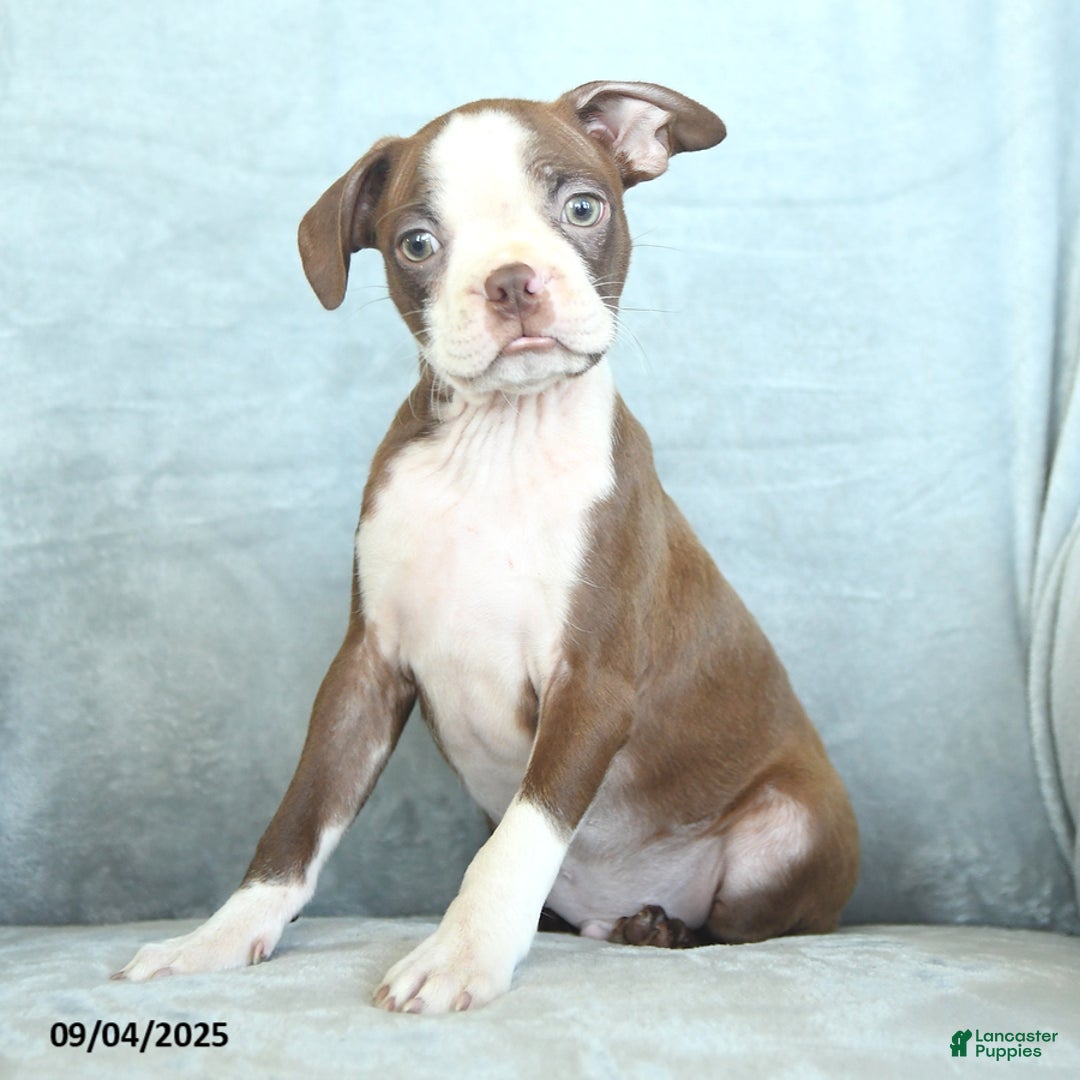 Dogs Pitbull Boston Terrier American Pitbull Boston Terrier Mix