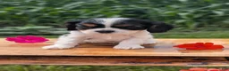 Cavalier King Charles Spaniel dogs for sale: Izzy - Ad 5