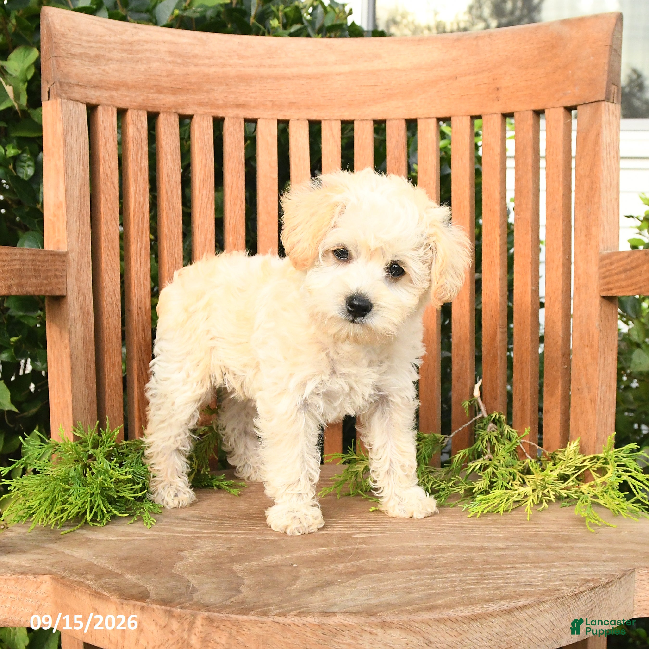 Schnoodle dogs Dolly - Ad 1