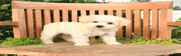Schnoodle dogs for sale: Dolly - Ad 1