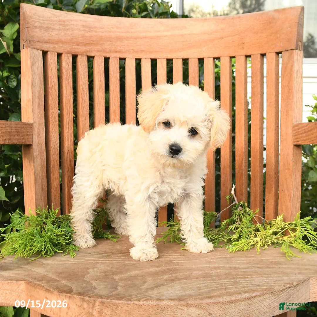 Schnoodle dogs for sale: Dolly - Ad 1