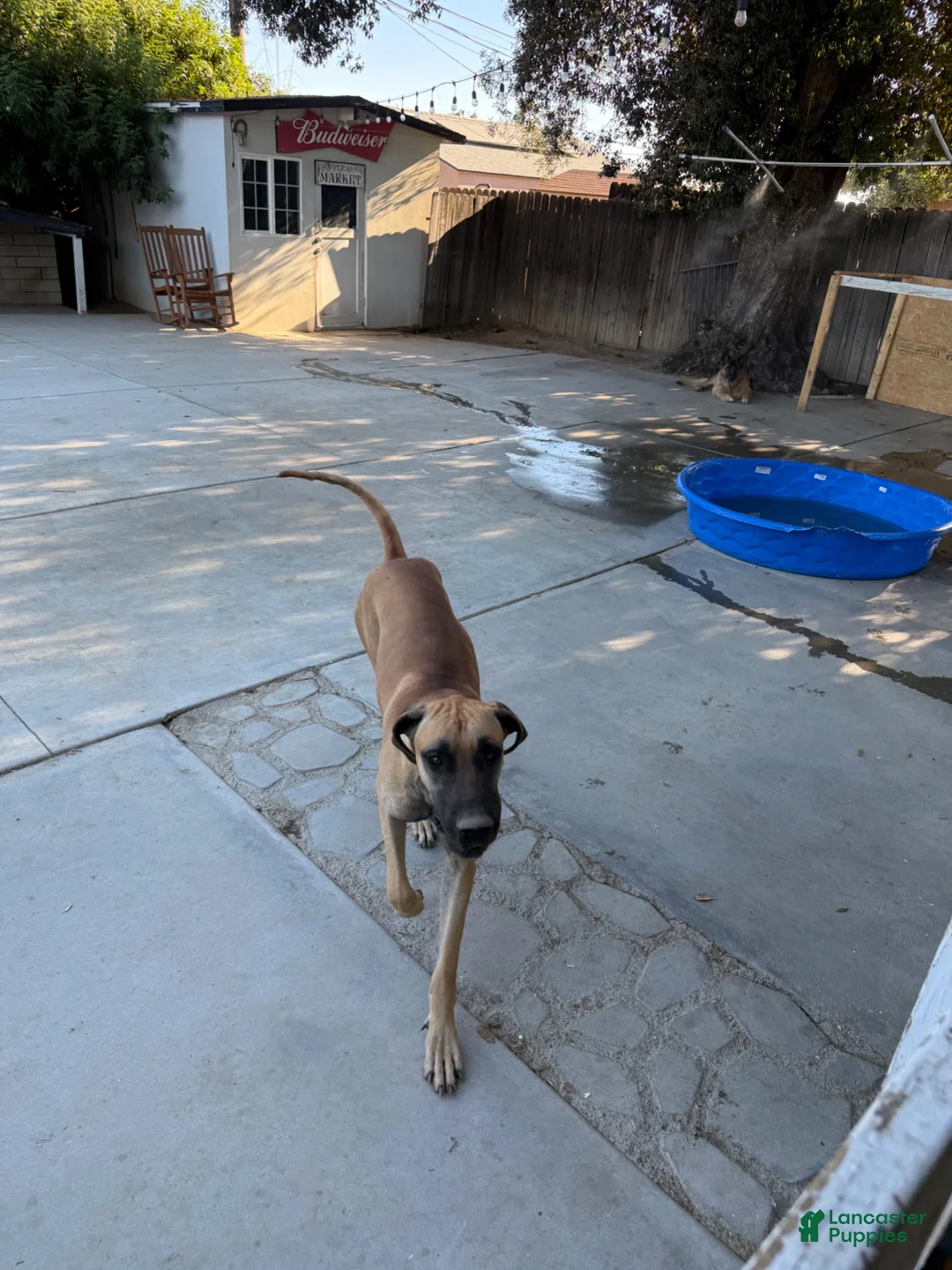 Great Dane dogs for sale: Chaleco - Ad 5