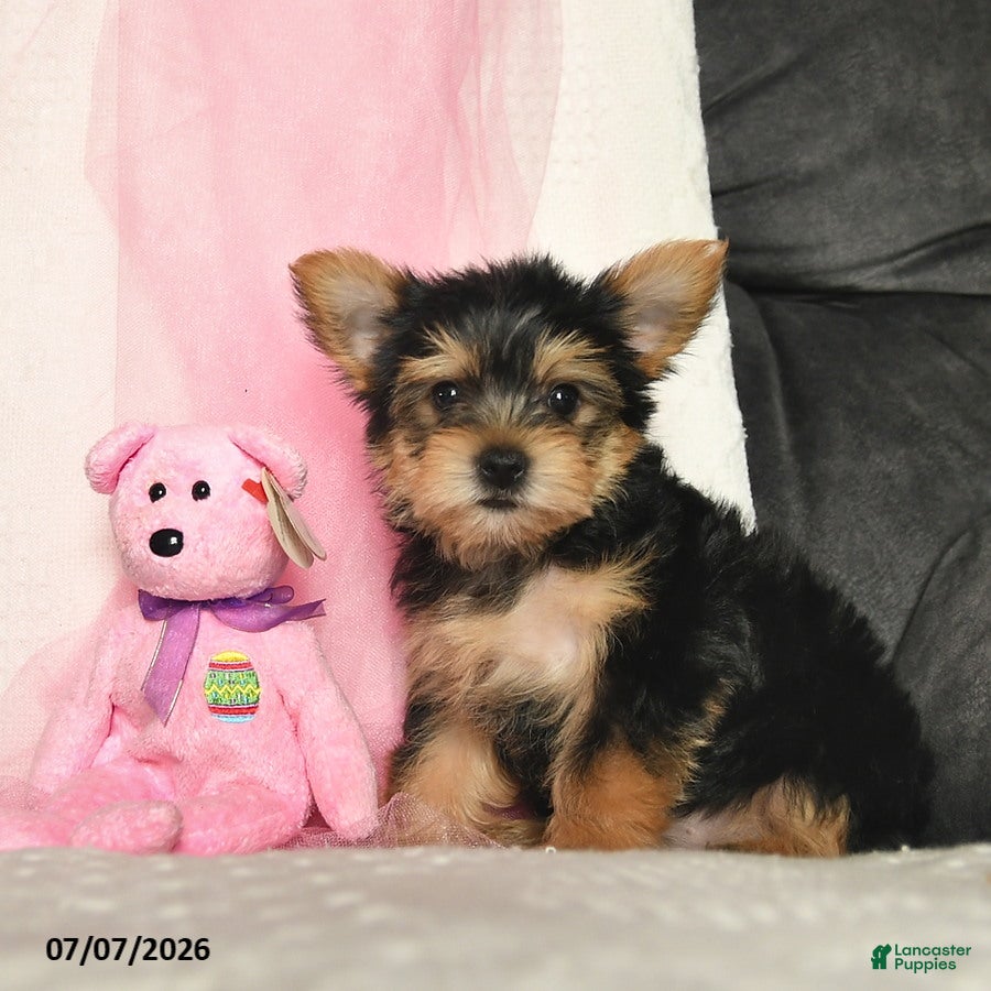 Yorkshire Terrier dogs Loretta  - Ad 1