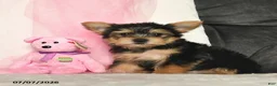 Yorkshire Terrier dogs for sale: Loretta  - Ad 1