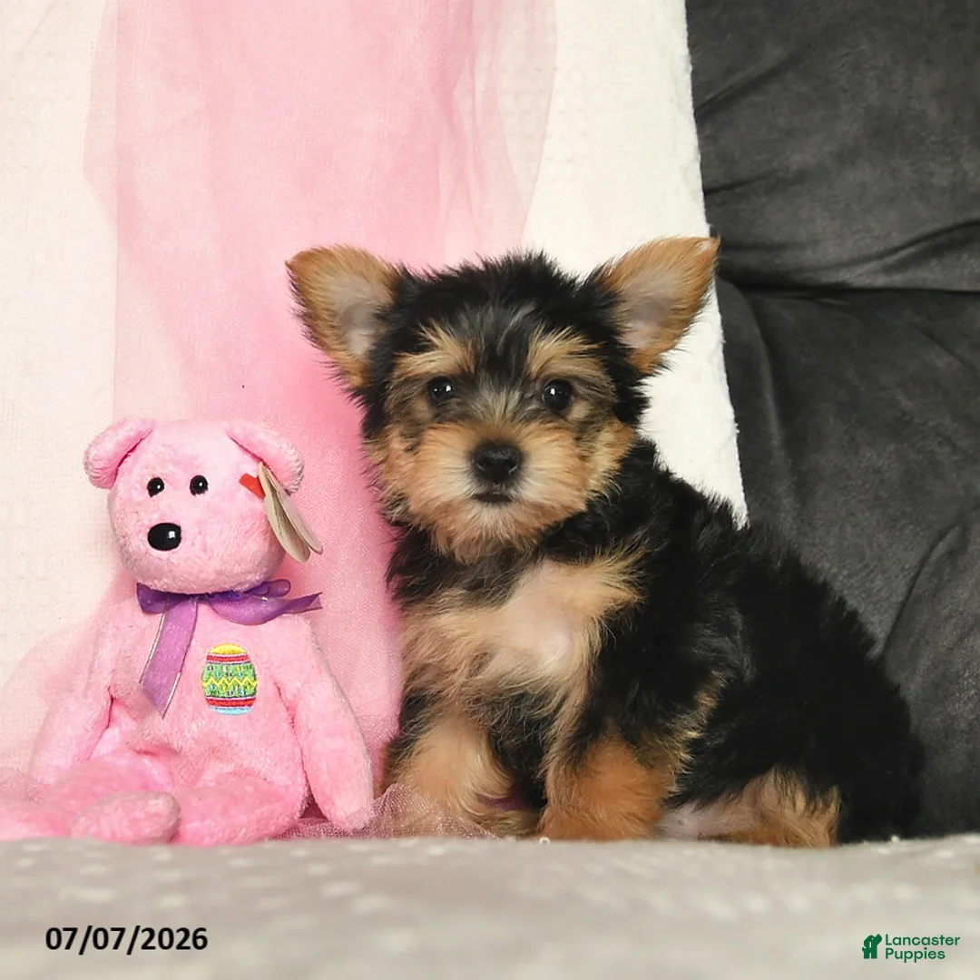 Yorkshire Terrier dogs for sale: Loretta  - Ad 1