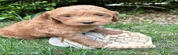 Mini Goldendoodle dogs for sale: Brooke - Ad 3