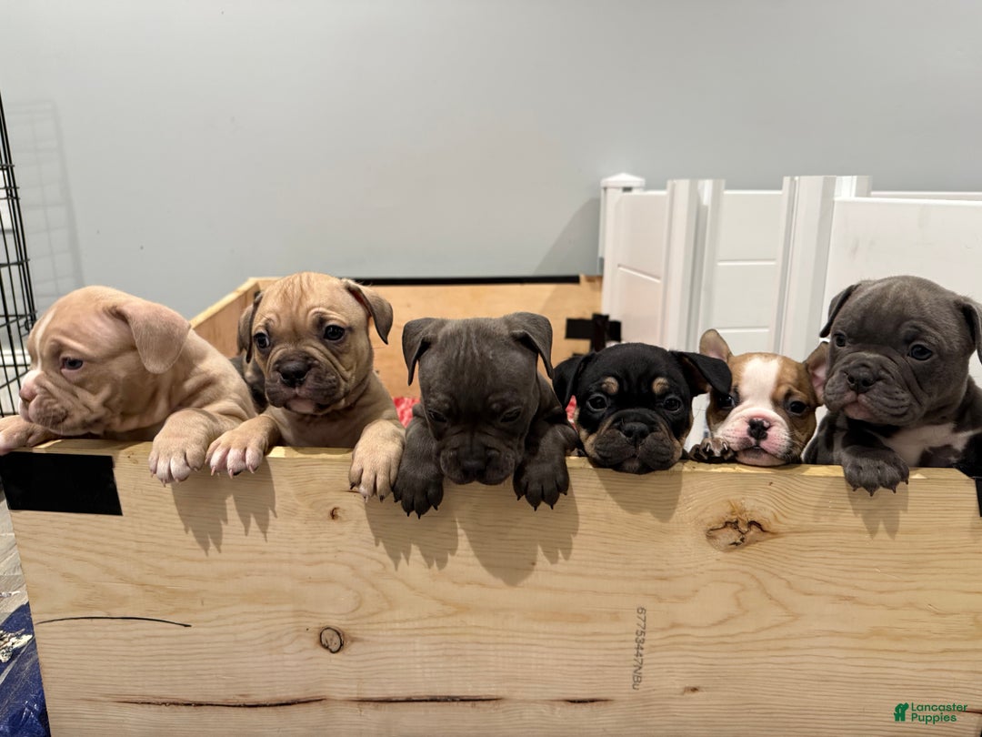 American Bully dogs for sale: American Bully Puppy 2 - Ad 2