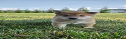 Shiba Inu dogs for sale: Freedom - Ad 6
