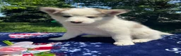 Pomsky dogs for sale: Dustin - Ad 1