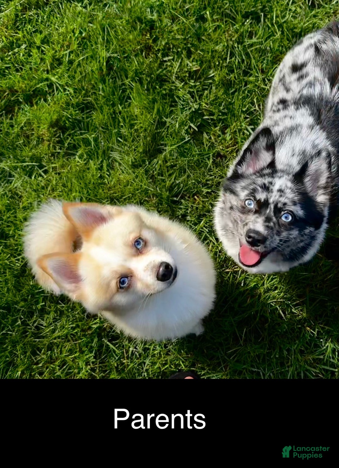 Pomsky dogs for sale: Pomsky Puppy black and white male - Ad 6