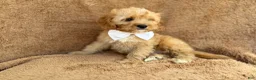Cavapoo dogs for sale: Crook - Ad 6