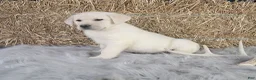 Labrador Retriever dogs for sale: Dustin - Ad 4