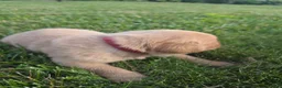 Labrador Retriever dogs for sale: Helen ♥️ Fox Red English Lab  - Ad 3