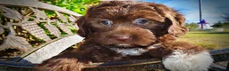 Havapoo dogs for sale: Precious - Ad 5