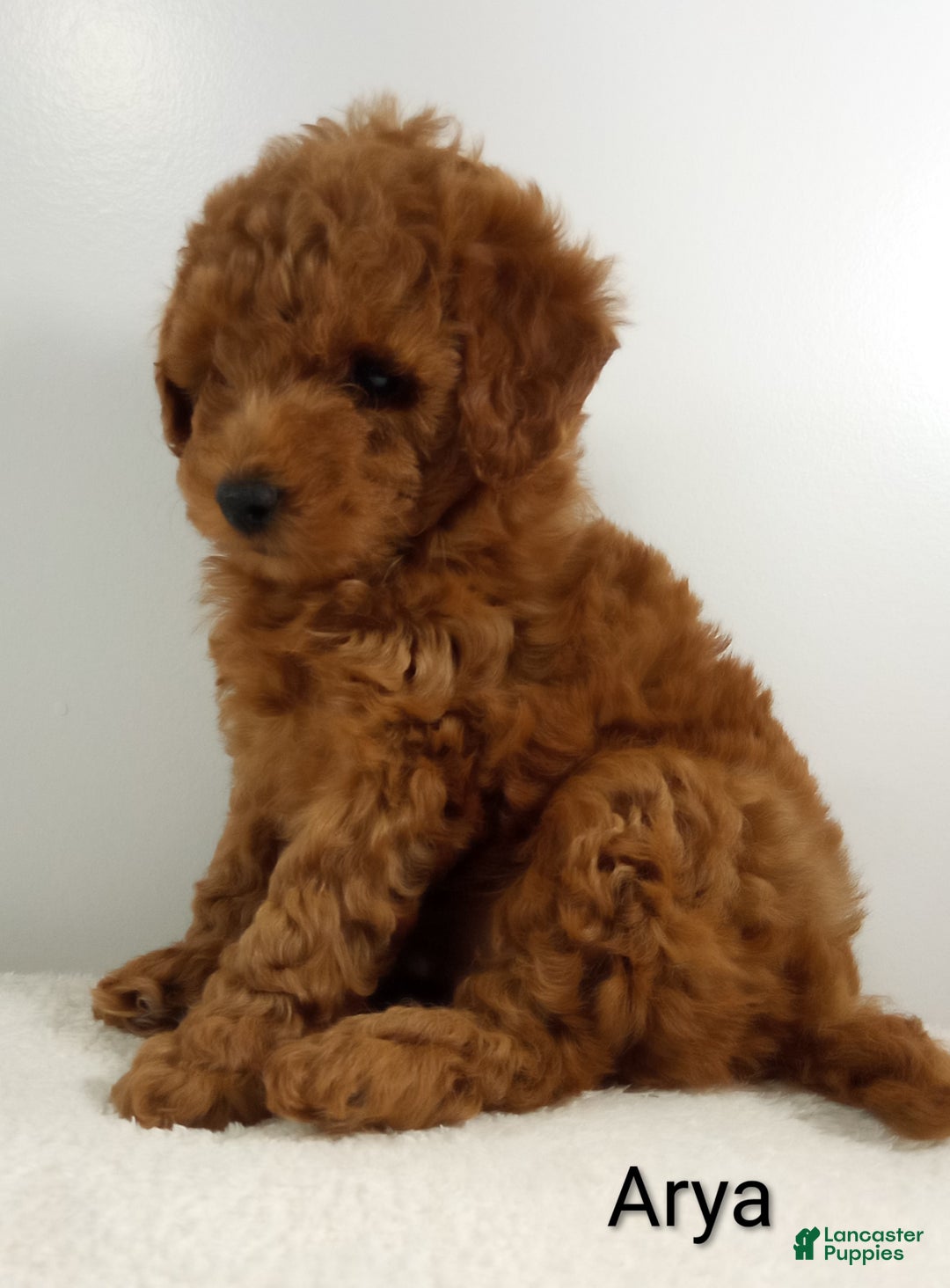 Toy Poodle dogs for sale: Arya - AKC  - Ad 5