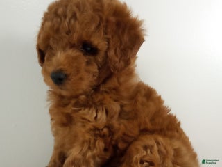 Toy Poodle dogs Arya - AKC - Ad 29