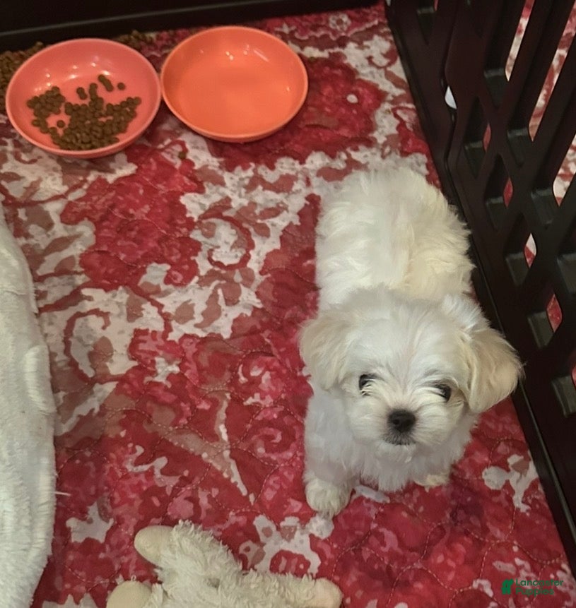Maltese dogs Korean Happy - Ad 1