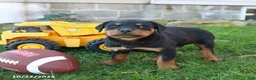 Rottweiler dogs for sale: Dallas - Ad 5