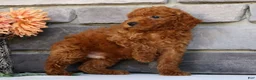 Miniature Poodle dogs for sale: Neo - Ad 9