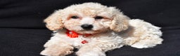 Bichpoo dogs for sale: Tango - Ad 1