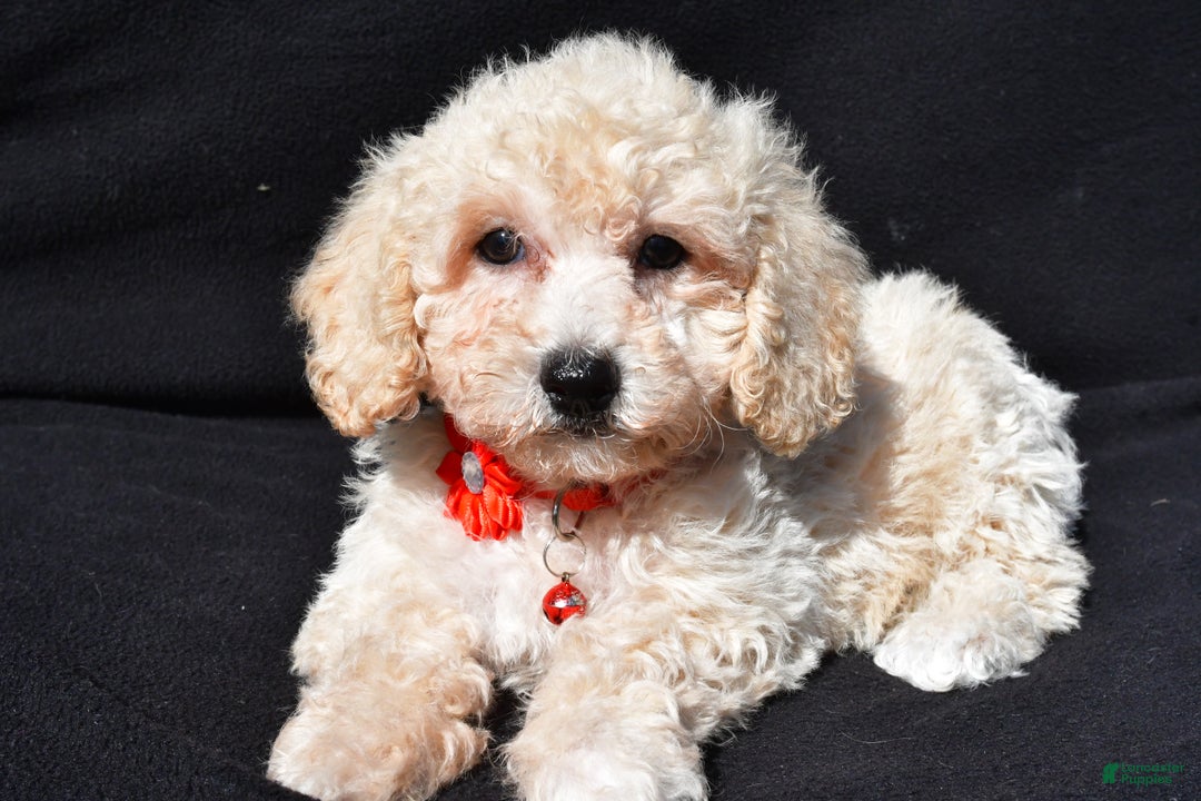 Bichpoo dogs for sale: Tango - Ad 1