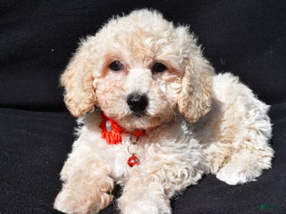 Bichpoo dogs Tango - Ad 1