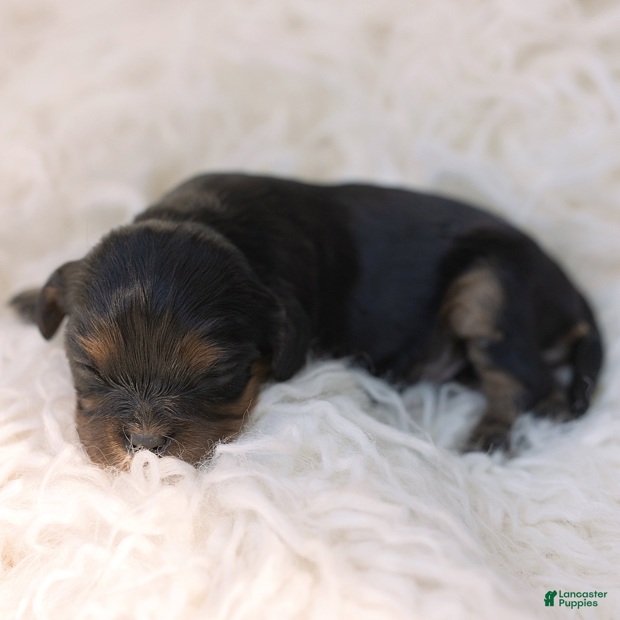 Cavalier King Charles Spaniel dogs Mickey Cavalier King Charles Spaniel  - Ad 2