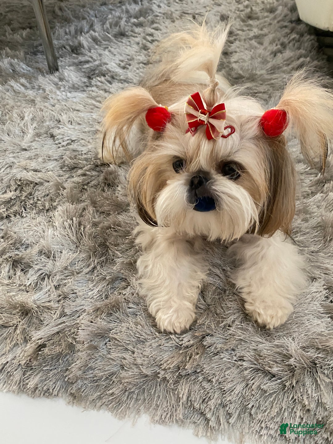 Shih Tzu dogs for sale: Shih Tzu Puppy 3 - Ad 2