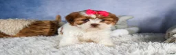 Shih Tzu dogs for sale: GRACIE - Ad 9