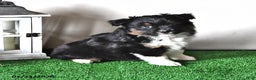 Miniature Australian Shepherd dogs for sale: Jewel - Ad 2