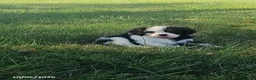 Cavalier King Charles Spaniel dogs for sale: Bella - Ad 5