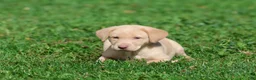 Labrador Retriever dogs for sale: Lemon Tarts - Ad 4