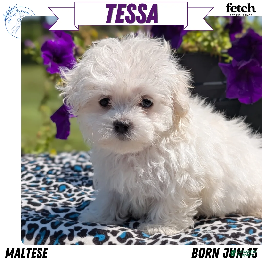 Maltese dogs for sale: Tessa - Ad 1