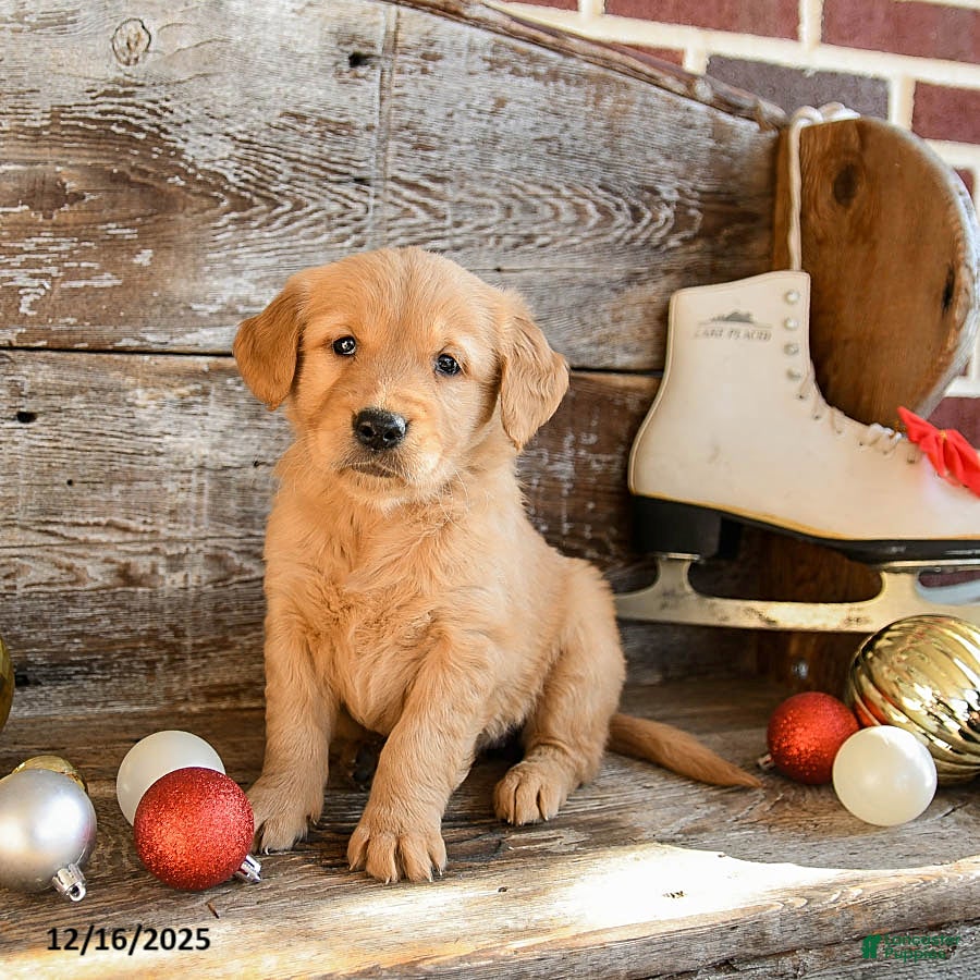 Golden Retriever dogs Remy - Ad 29