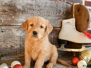 Golden Retriever dogs Remy - Ad 29
