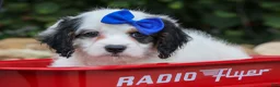 Cavapoo dogs for sale:  Parker🐾 - Ad 1