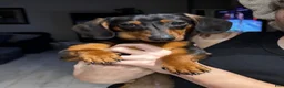Dachshund dogs for sale: Dachshund 2 - Ad 2