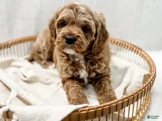 Cavapoo dogs for sale: Reacher - Ad 1