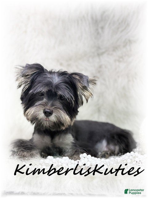 Yorkshire Terrier dogs Yorkshire Terrier 1 - Ad 1