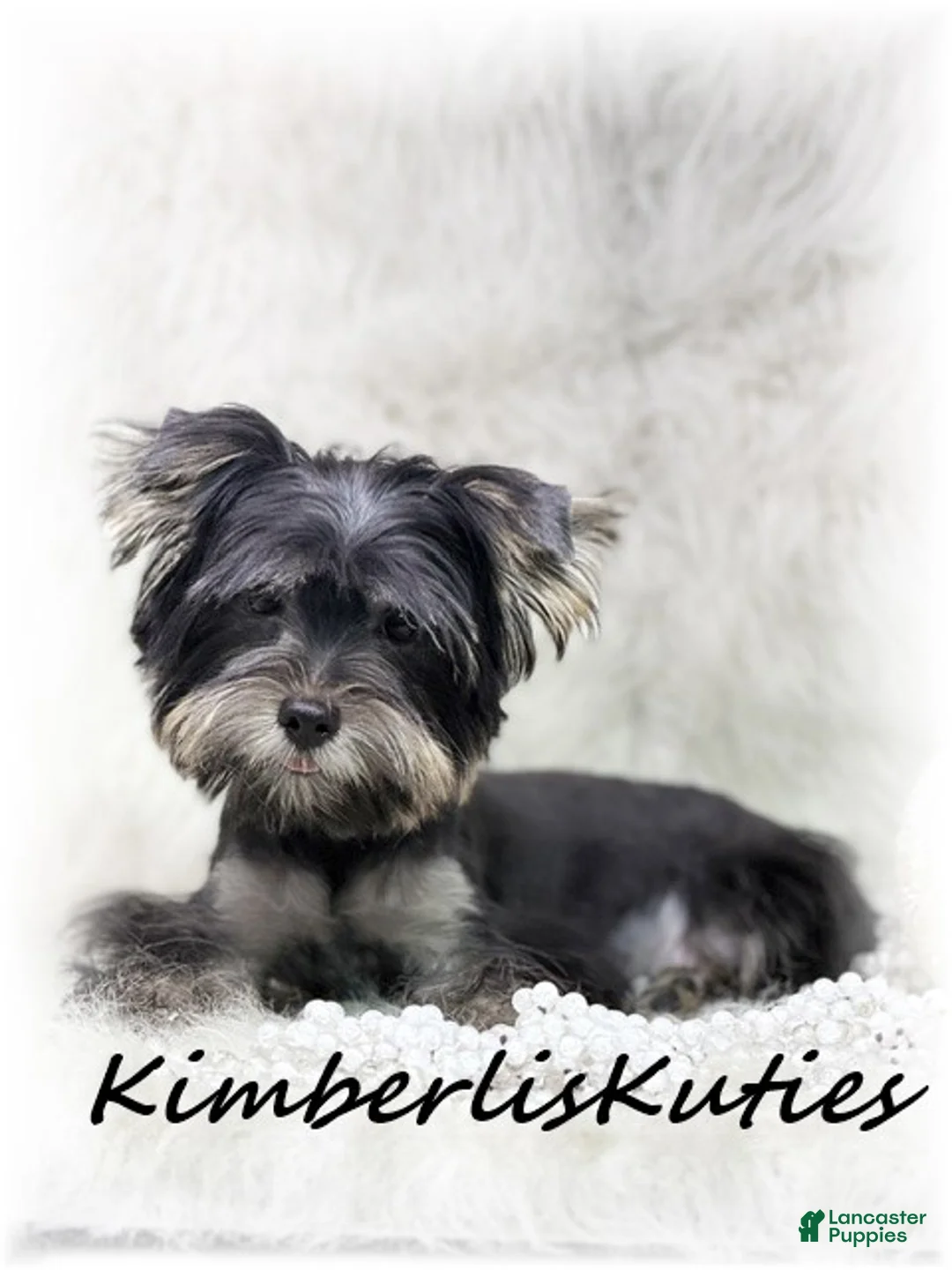 Yorkshire Terrier dogs for sale: Yorkshire Terrier 1 - Ad 1