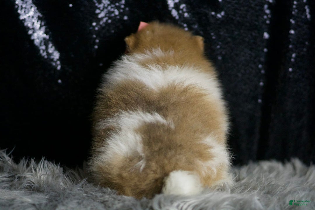 Pomeranian dogs for sale: Ginger - Ad 8