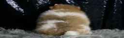 Pomeranian dogs for sale: Ginger - Ad 8